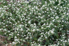 Alternanthera tenella